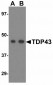 Clusterin Antibody
